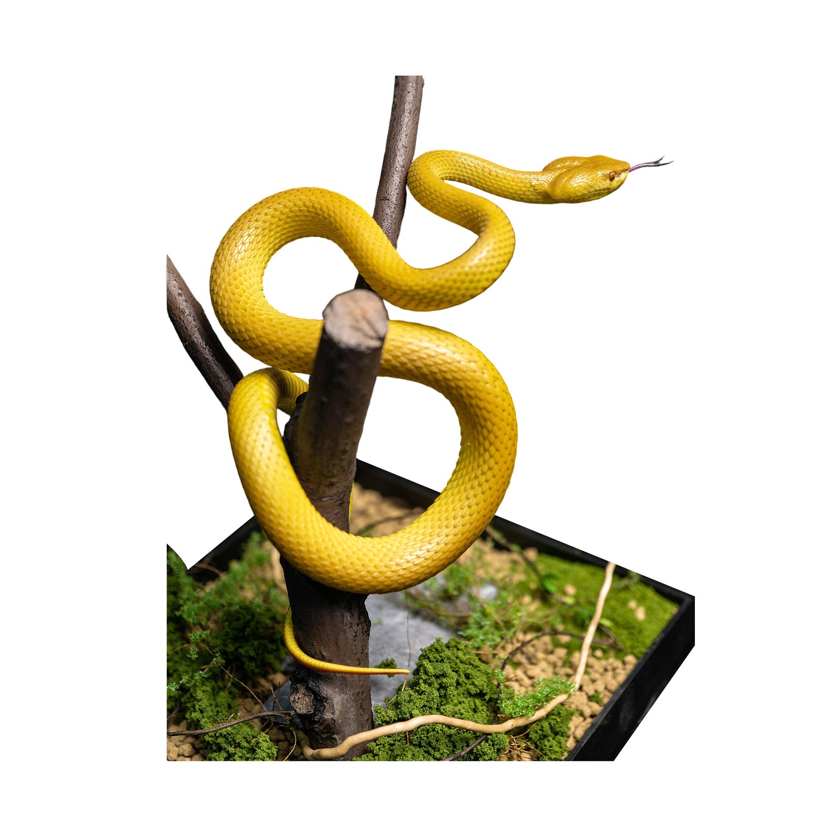 Snake Gorge Cryptelytrops cantori Model