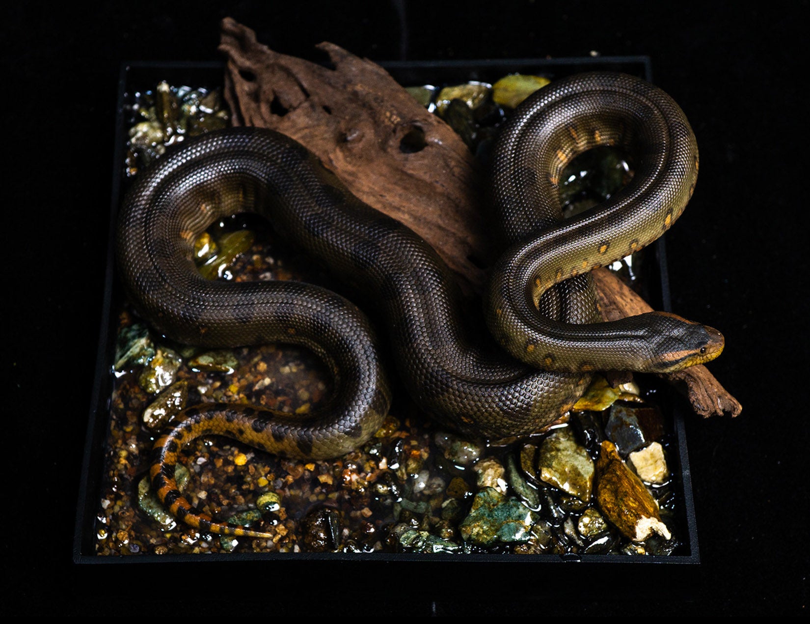 Snake Gorge Green anaconda Model