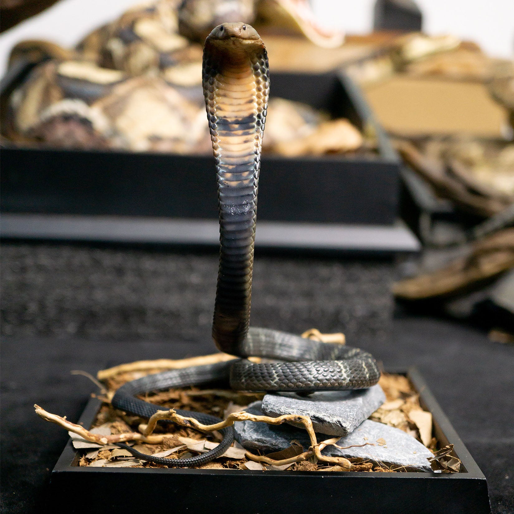 Snake Gorge King cobra Model