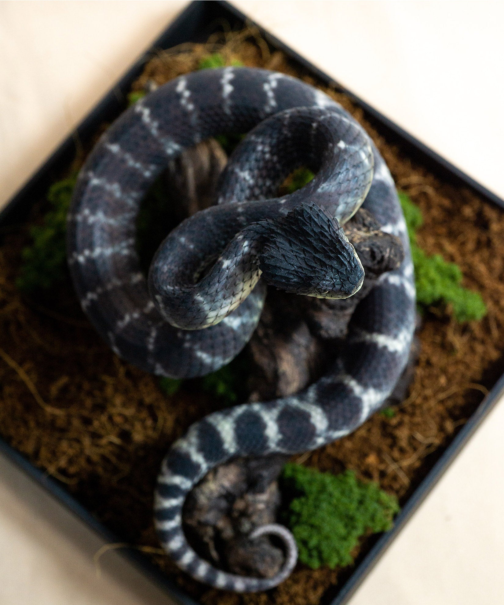 Snake Gorge Black Atheris squamigera Model