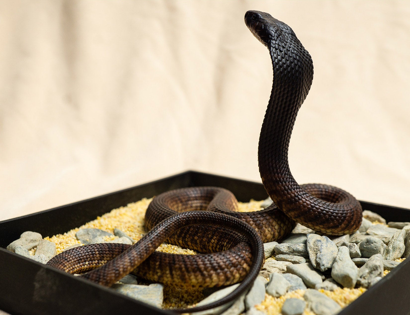 Snake Gorge Egyptian Cobra Model