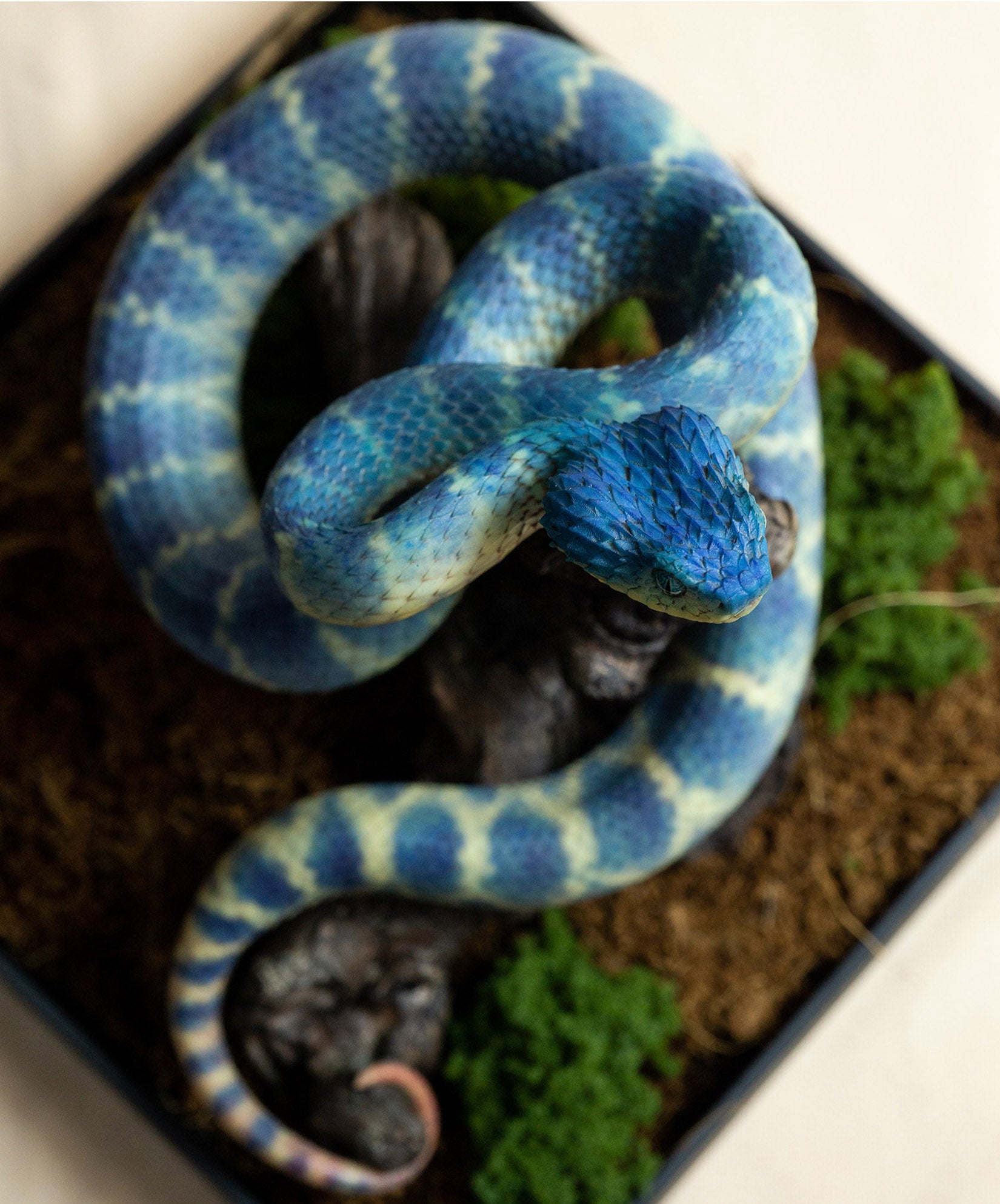 Snake Gorge Blue Atheris squamigera Model