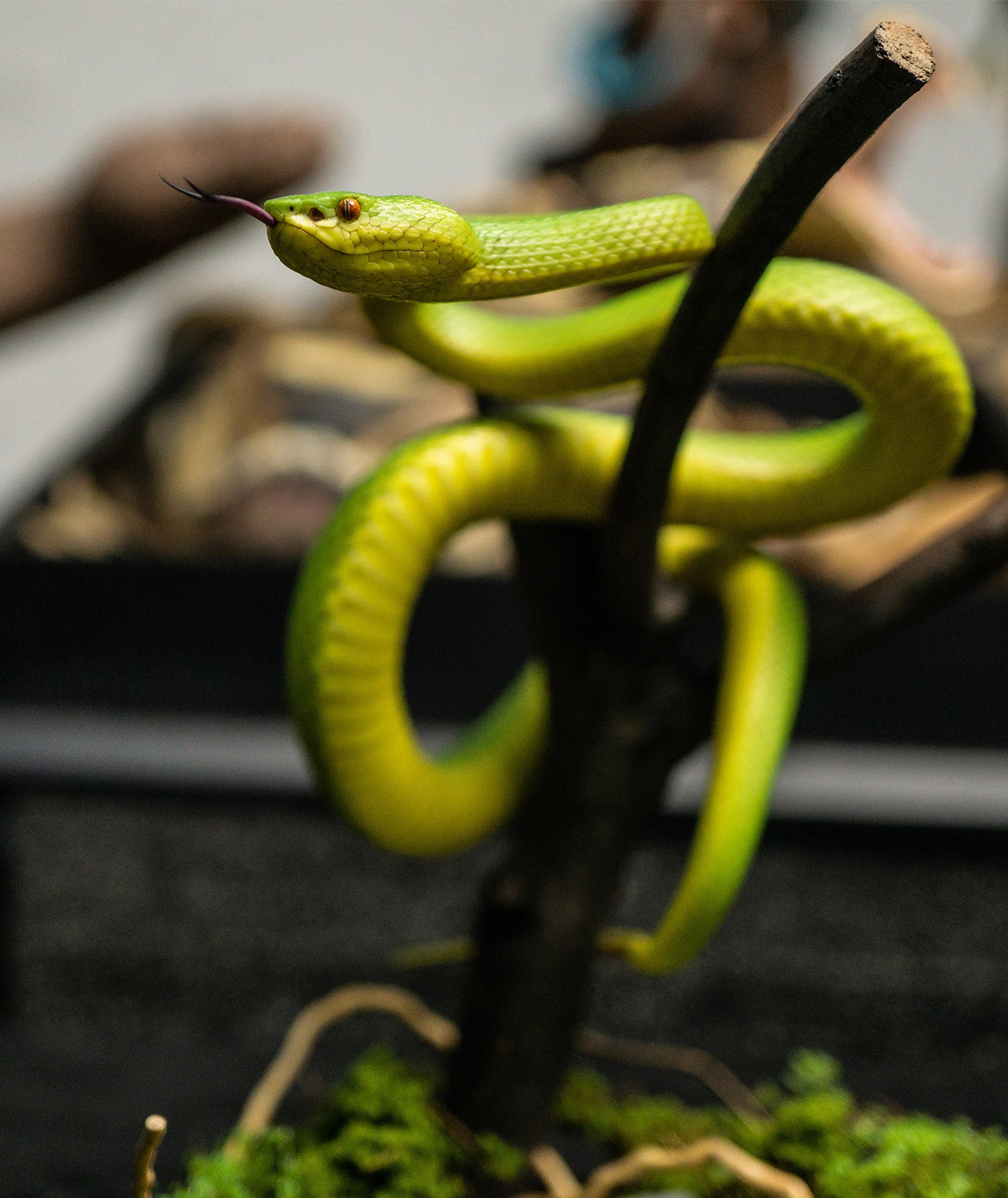 Snake Gorge Trimeresurus albolabris Model