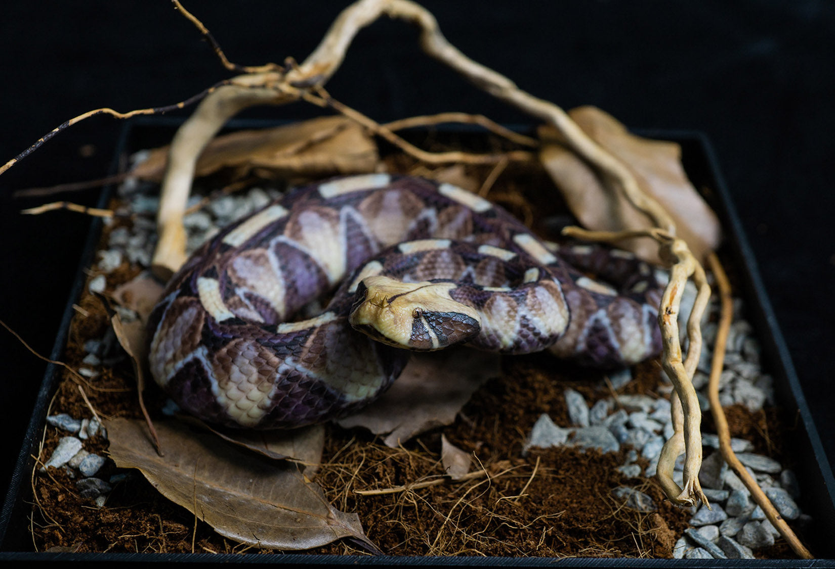 Snake Gorge Gaboon viper Model