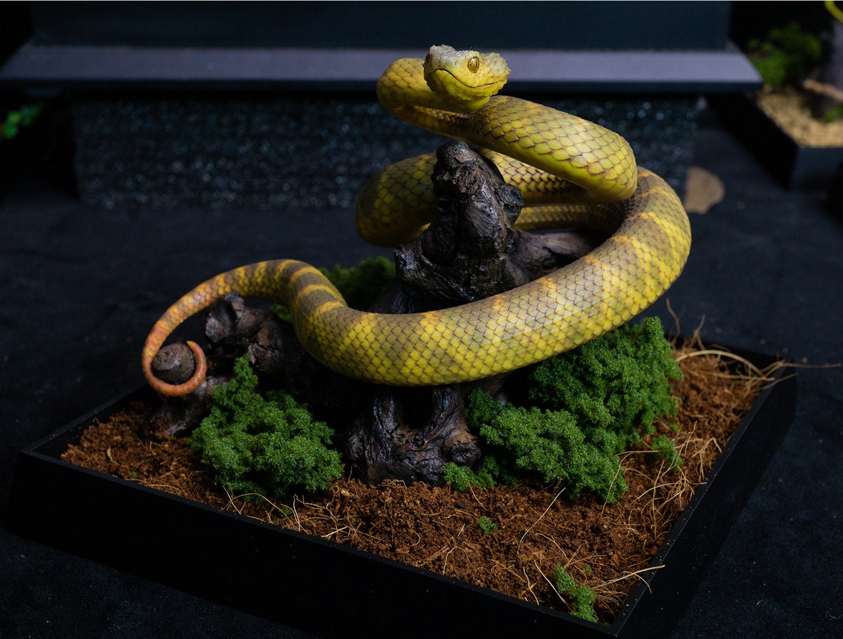 Snake Gorge Yellow Atheris squamigera Model
