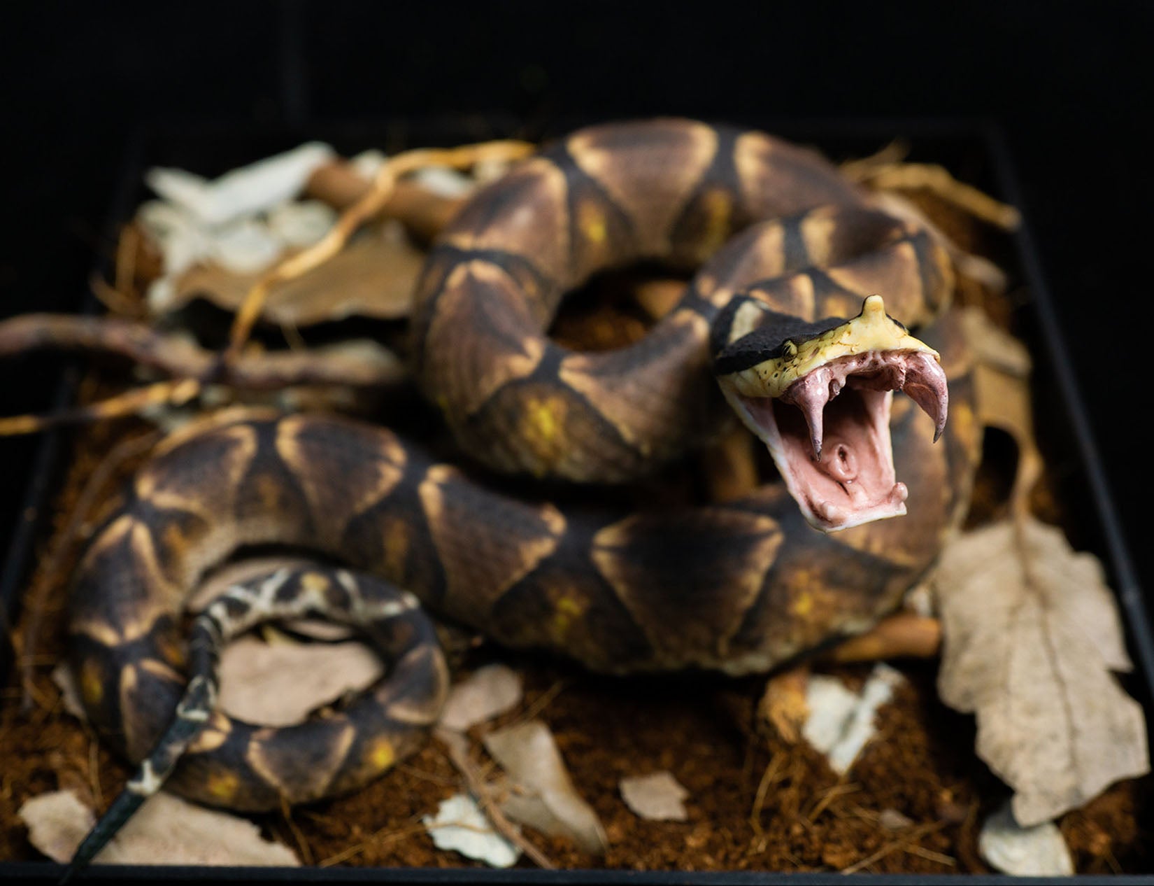 Snake Gorge Chinese Moccasin Attack version Model