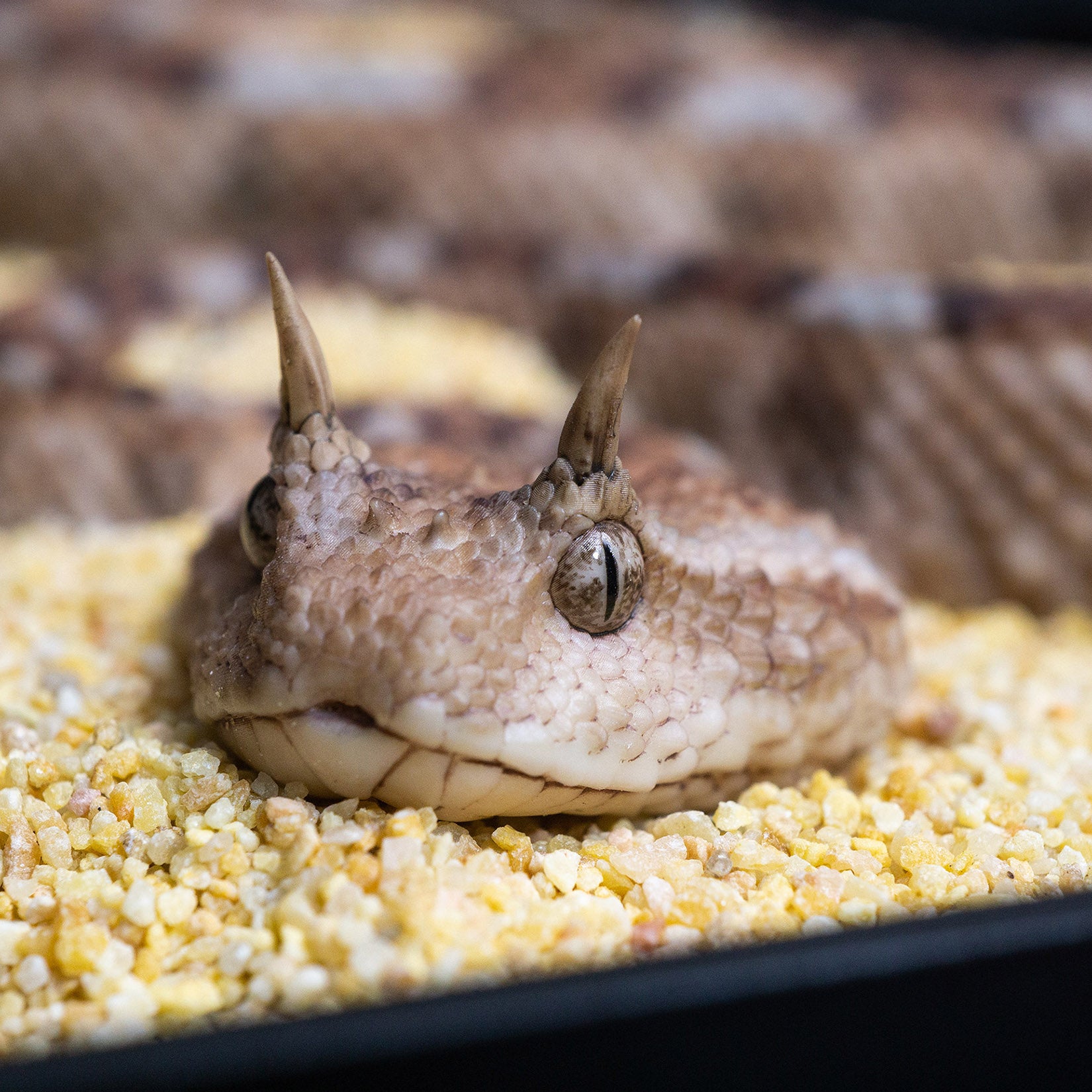 Snake Gorge Saharan horned viper Model