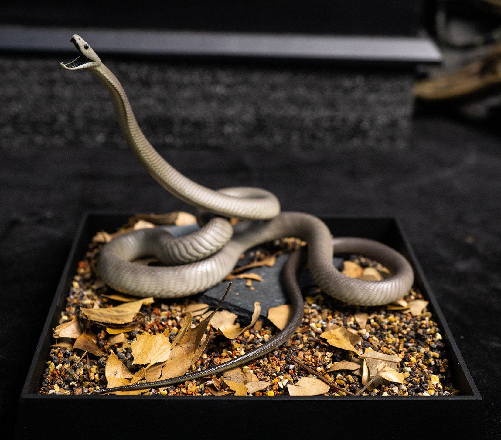 Snake Gorge Black mamba Model