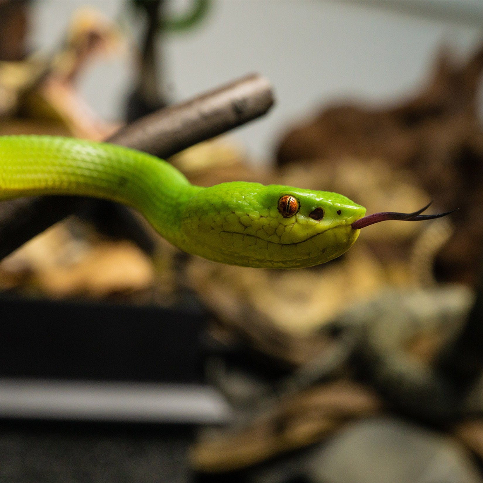 Snake Gorge Trimeresurus albolabris Model