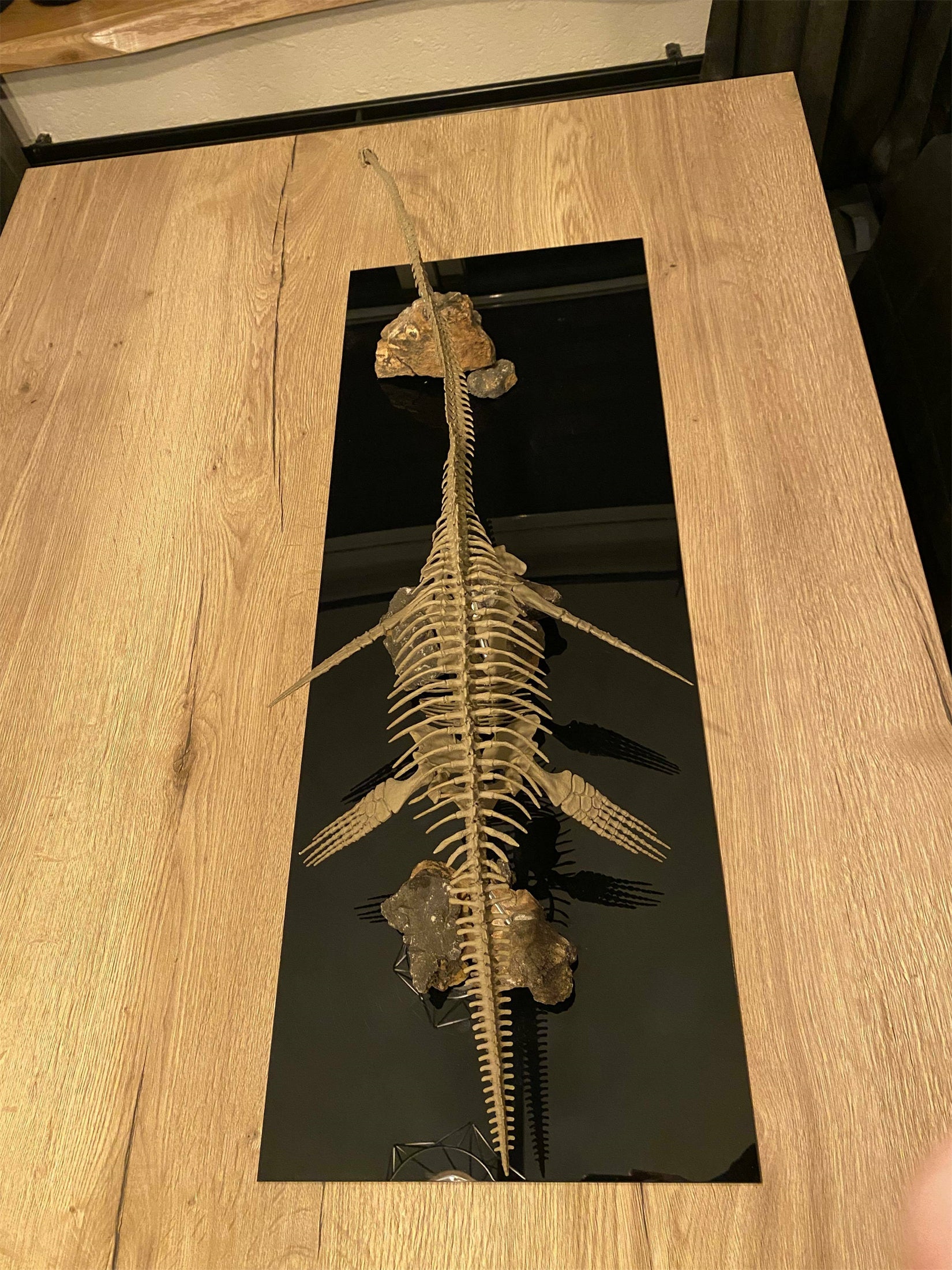 Nova Studio 1/8 Scale Elasmosaurus platyurus keleton Model