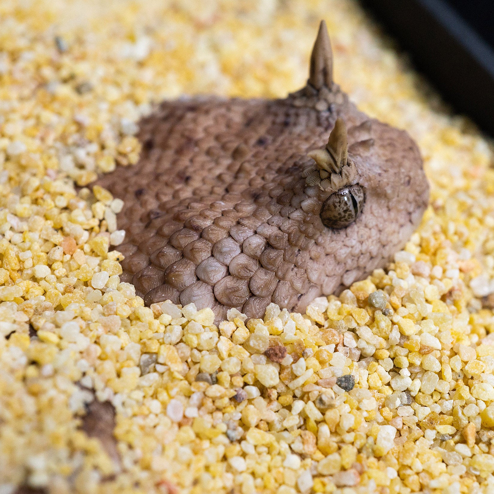 Snake Gorge Saharan horned viper Model