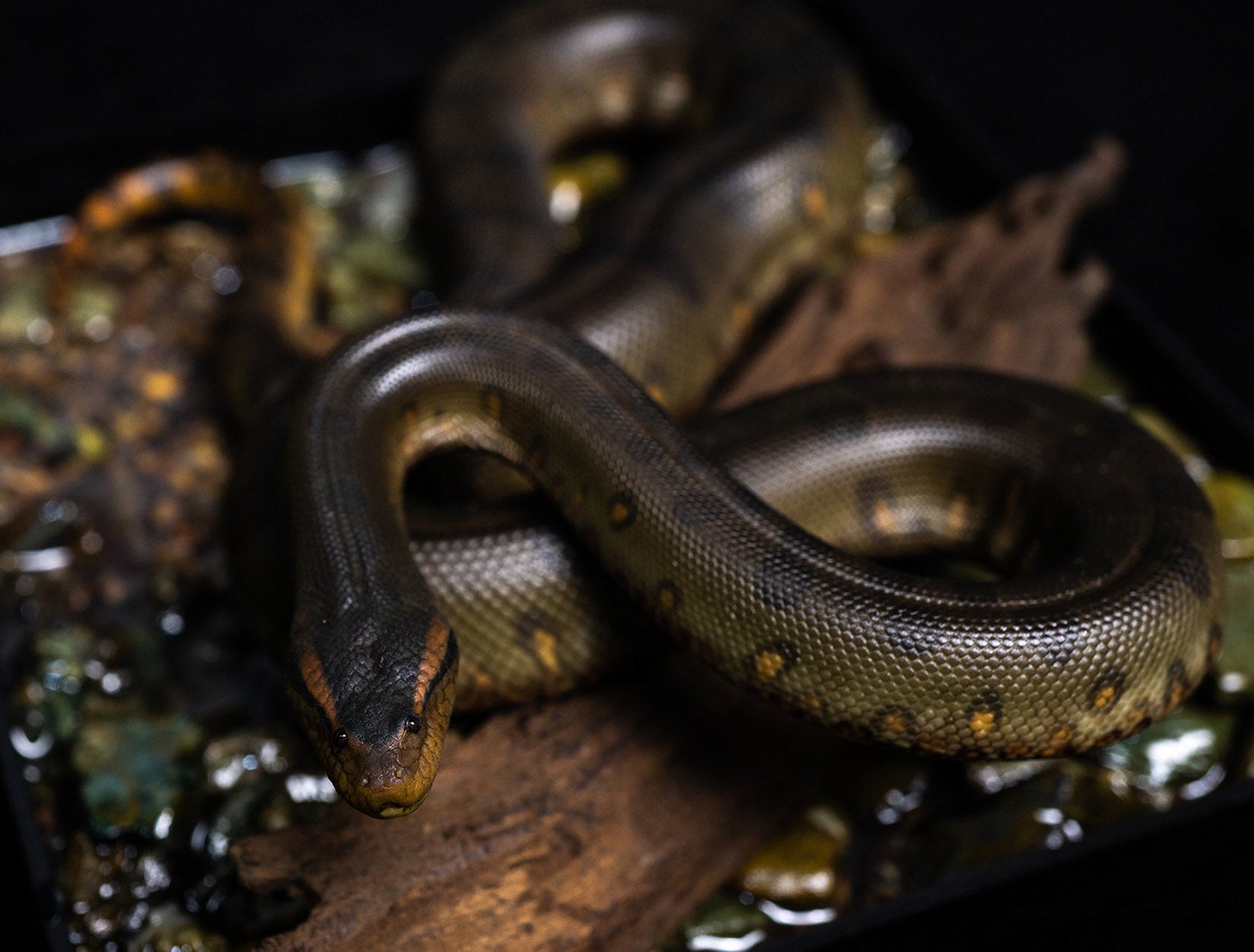 Snake Gorge Green anaconda Model