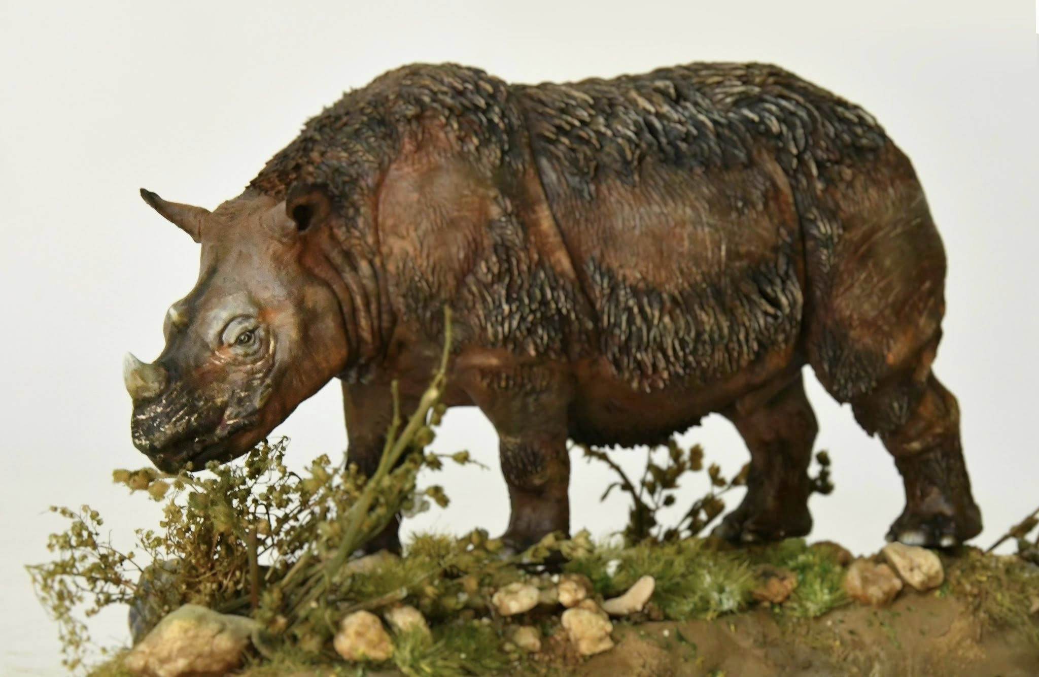 KWAN Studio Sumatran rhinoceros Model