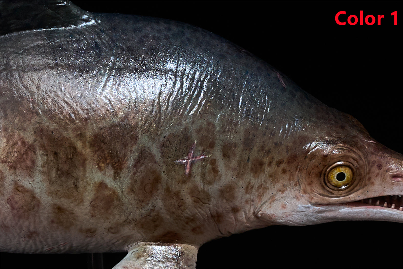 De CLAY Studio Ophthalmosaurus icenicus Model