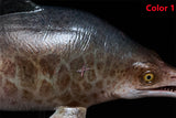 De CLAY Studio Ophthalmosaurus icenicus Model