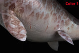 De CLAY Studio Ophthalmosaurus icenicus Model