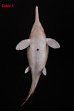 De CLAY Studio Ophthalmosaurus icenicus Model