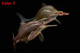 De CLAY Studio Ophthalmosaurus icenicus Model
