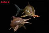 De CLAY Studio Ophthalmosaurus icenicus Model