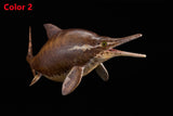 De CLAY Studio Ophthalmosaurus icenicus Model