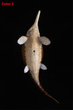 De CLAY Studio Ophthalmosaurus icenicus Model