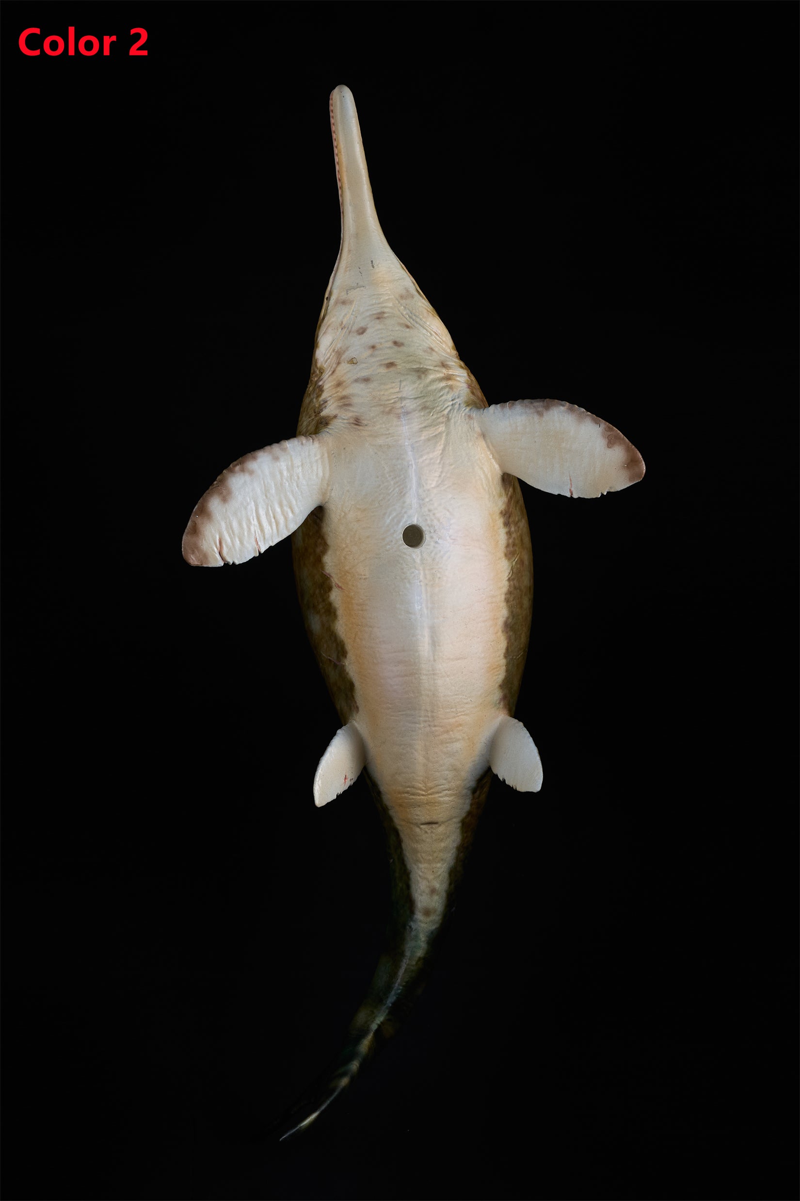 De CLAY Studio Ophthalmosaurus icenicus Model