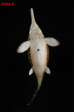 De CLAY Studio Ophthalmosaurus icenicus Model