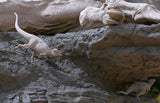 Aokhan Studio Zhuchengtyrannus Scene Model