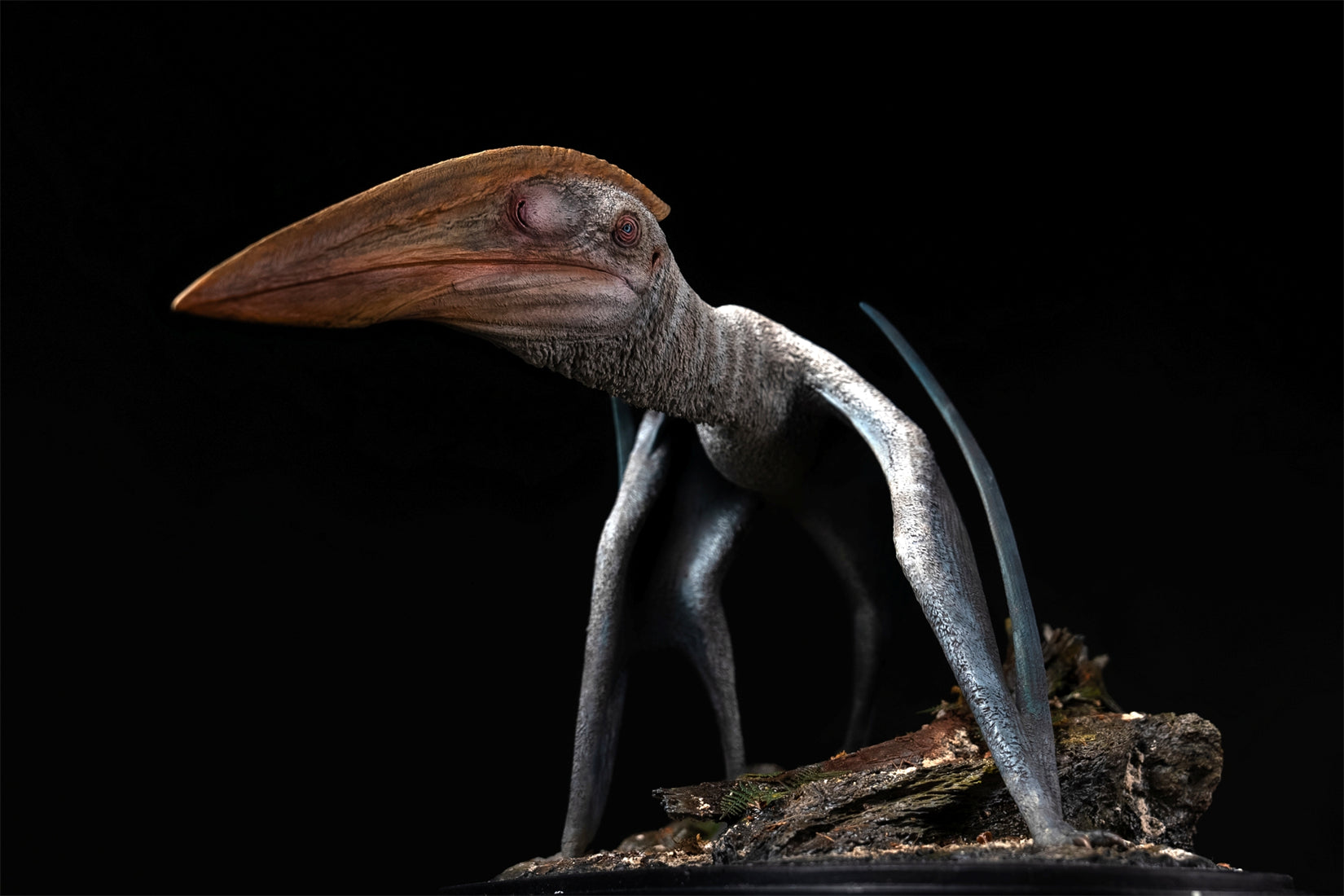 De CLAY Studio Hatzegopteryx thambema Model