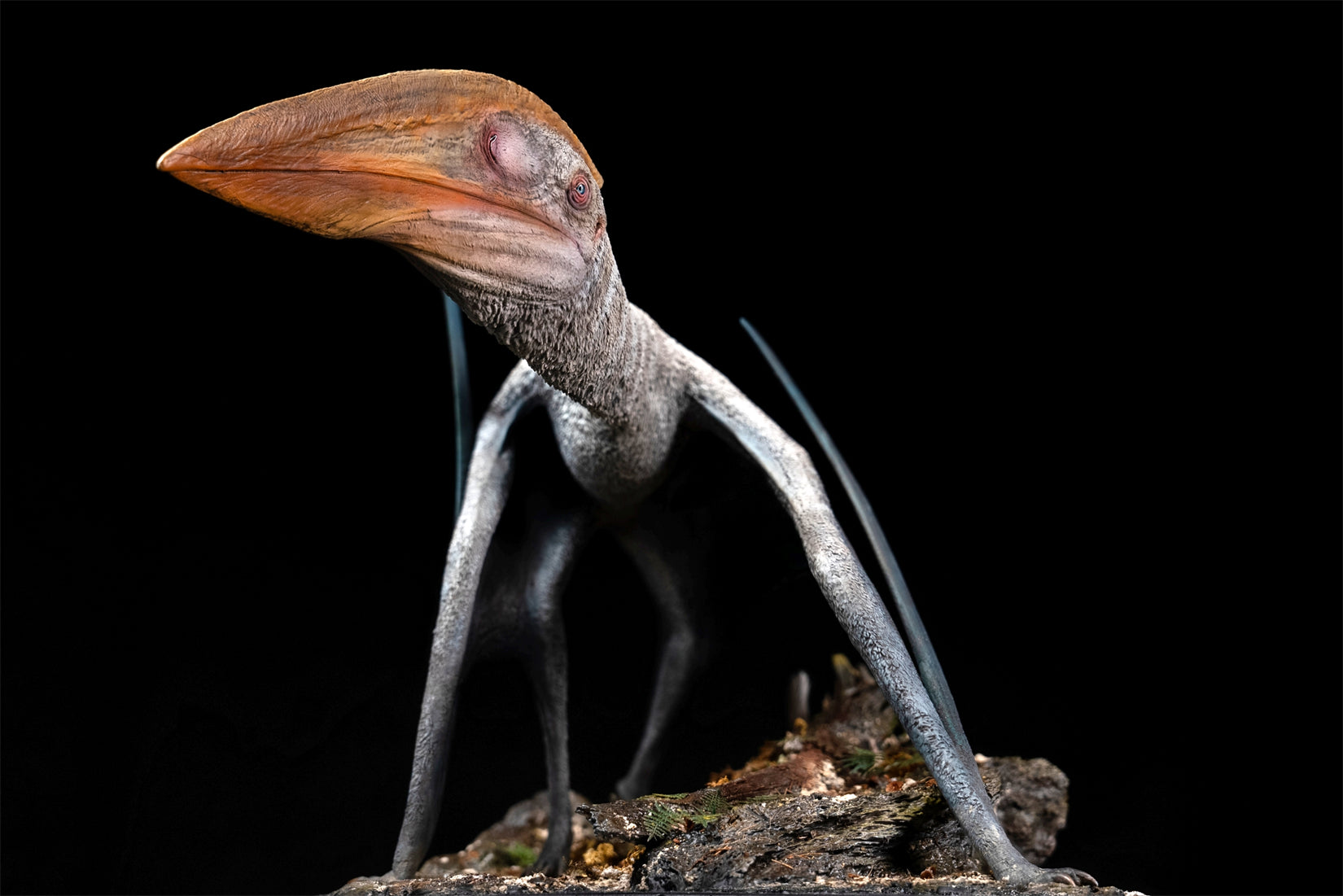 De CLAY Studio Hatzegopteryx thambema Model