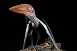 De CLAY Studio Hatzegopteryx thambema Model