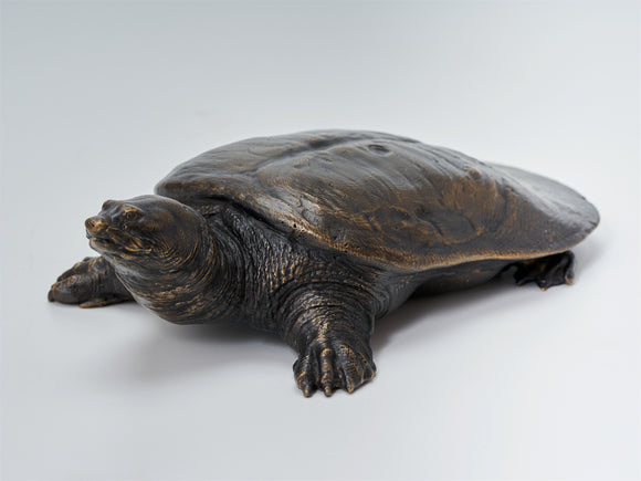 De CLAY Studio Yangtze giant softshell turtle Bronze Model