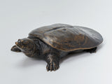 De CLAY Studio Yangtze giant softshell turtle Bronze Model