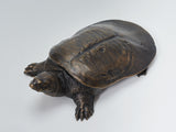 De CLAY Studio Yangtze giant softshell turtle Bronze Model