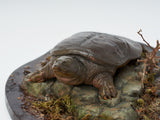 De CLAY Studio Yangtze giant softshell turtle Model