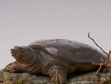 De CLAY Studio Yangtze giant softshell turtle Model