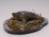 De CLAY Studio Yangtze giant softshell turtle Model