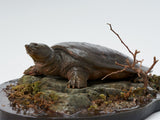 De CLAY Studio Yangtze giant softshell turtle Model