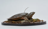 De CLAY Studio Yangtze giant softshell turtle Model