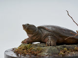 De CLAY Studio Yangtze giant softshell turtle Model