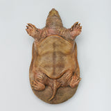 De CLAY Studio Yangtze giant softshell turtle Model