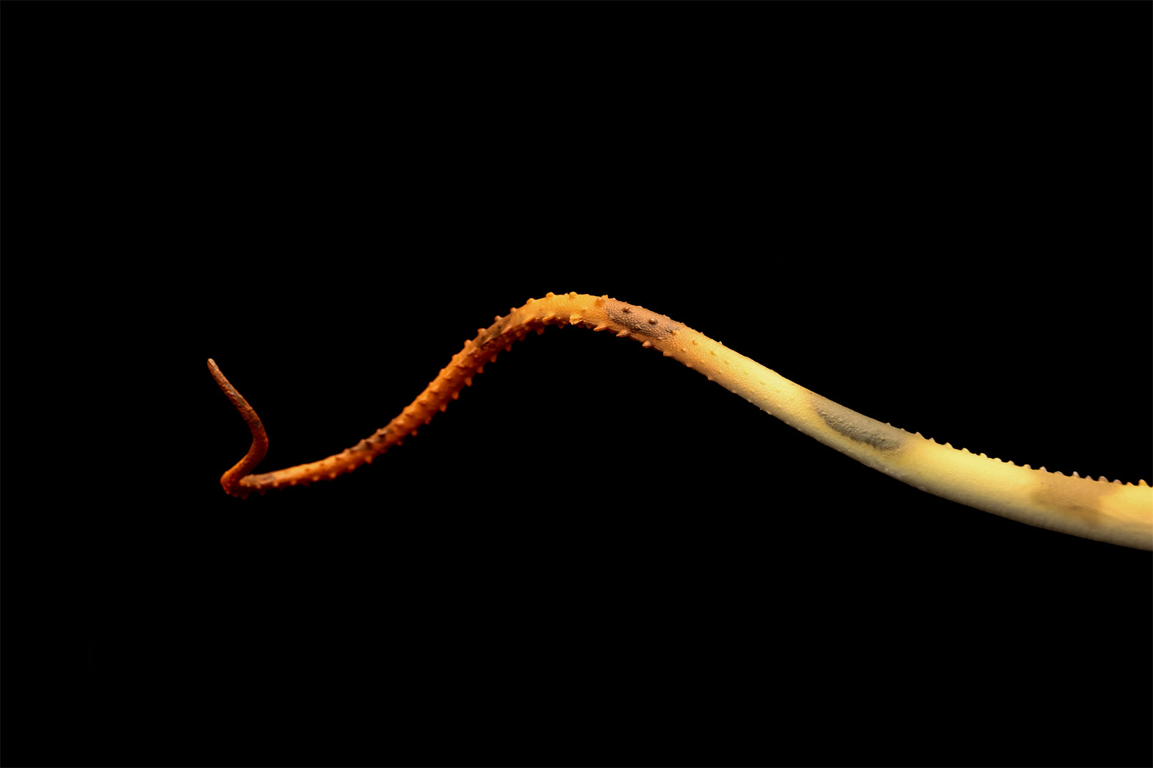 HAOLONGGOOD 1:35 Scale Diplodocus Model