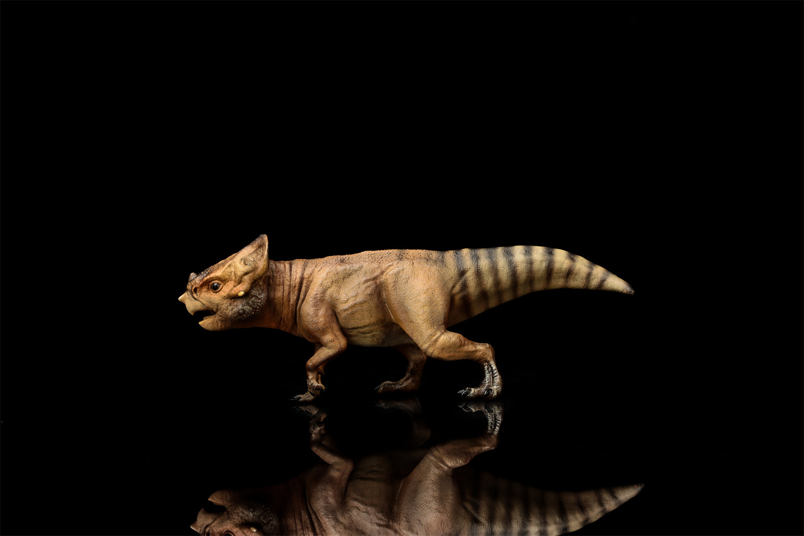 DINO DREAM 1:5 Scale Aquilops Dolores Model