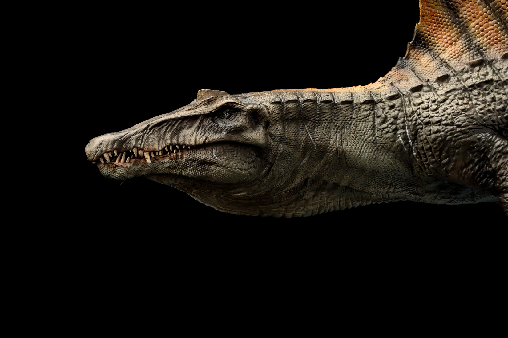 DINO DREAM 1:30 Scale Spinosaurus Swim Version Model