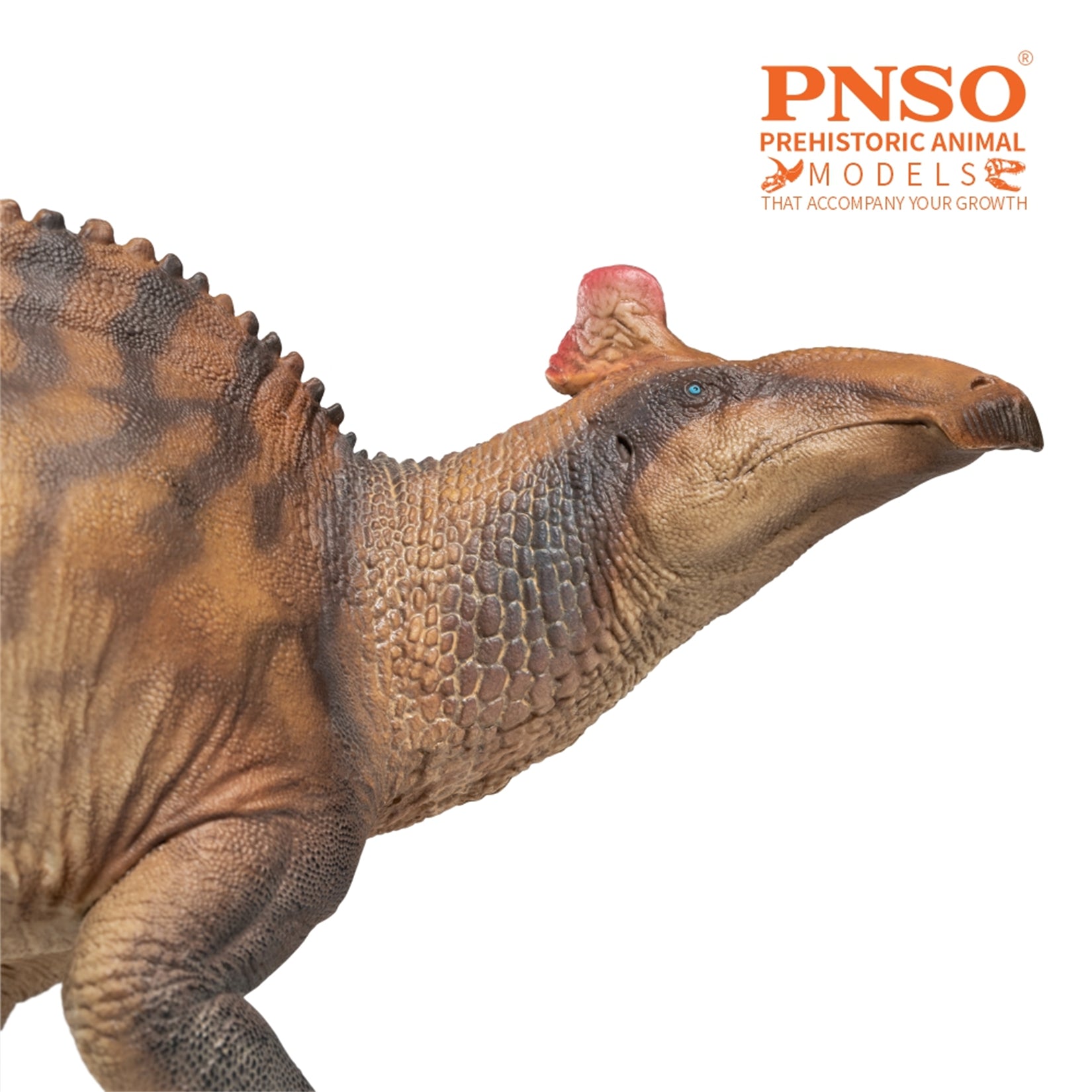 PNSO Edmontosaurus Zabad Model