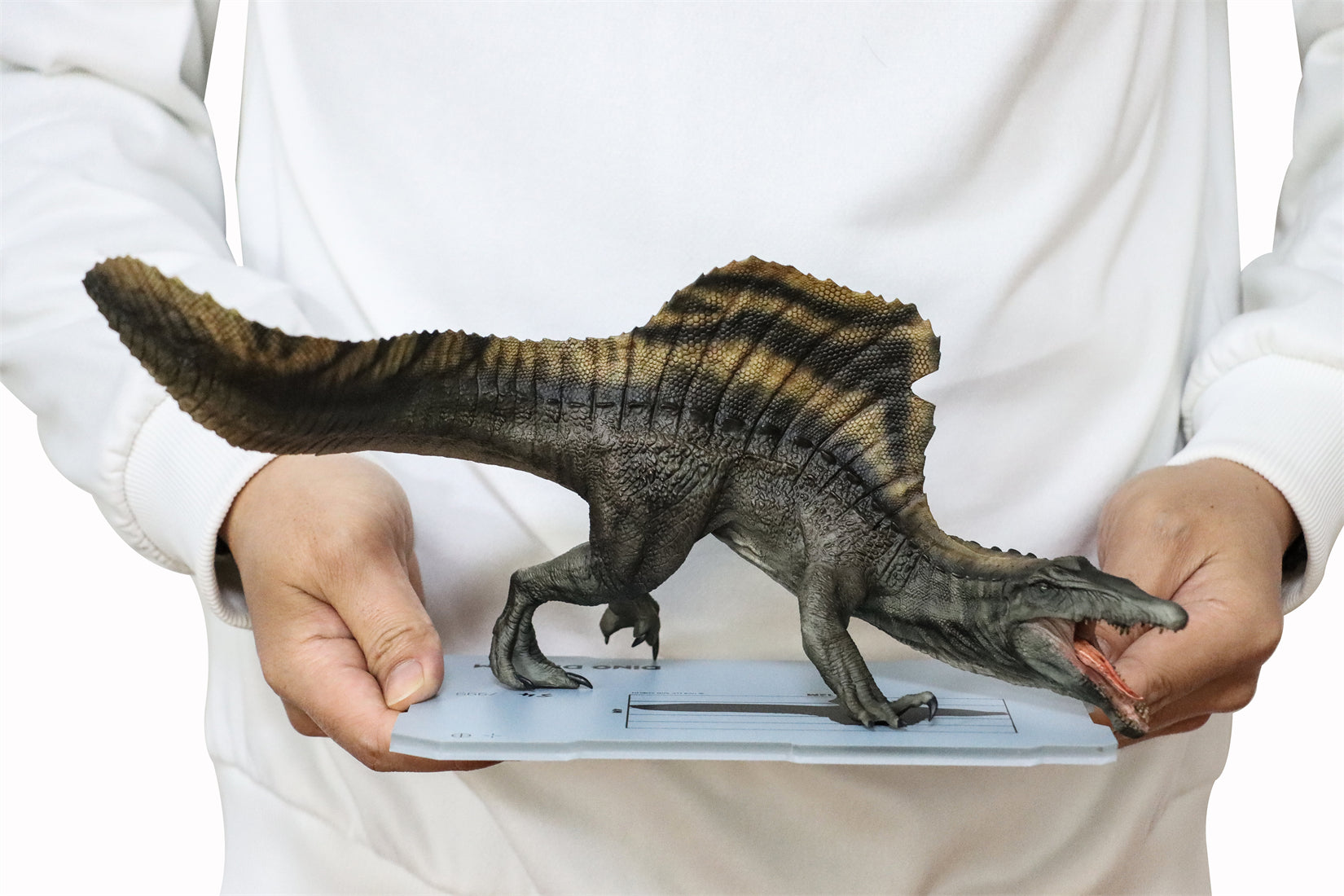DINO DREAM 1:30 Scale Spinosaurus Attack Version Model