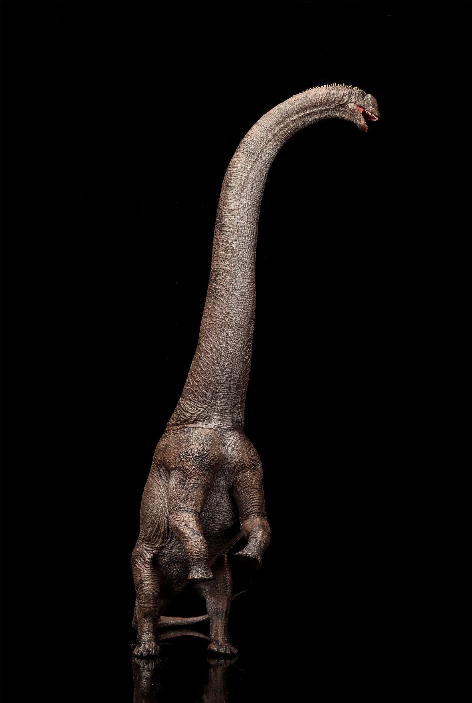 HAOLONGGOOD 1:35 Scale Sauroposeidon Model