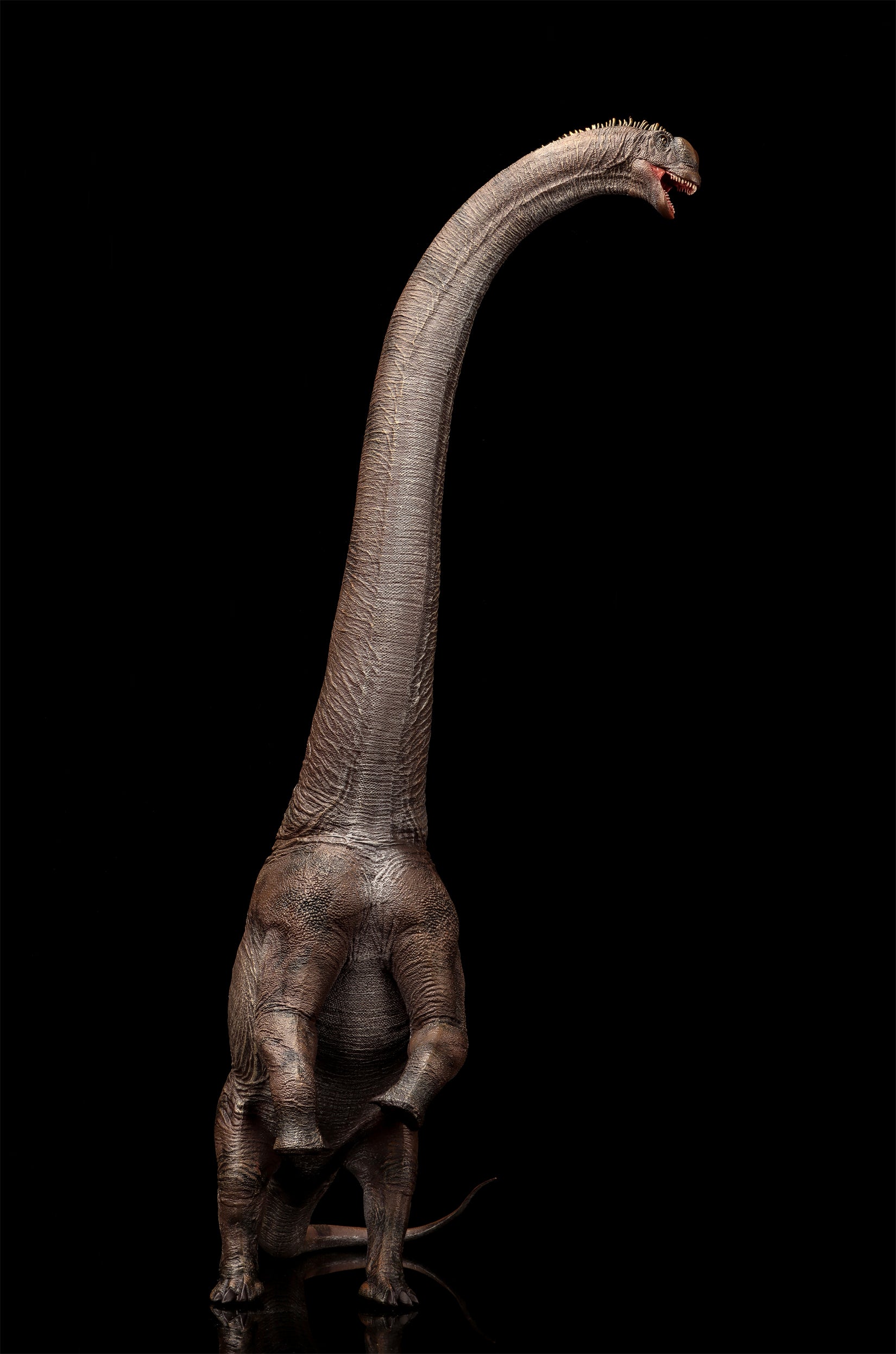 HAOLONGGOOD 1:35 Scale Sauroposeidon Model