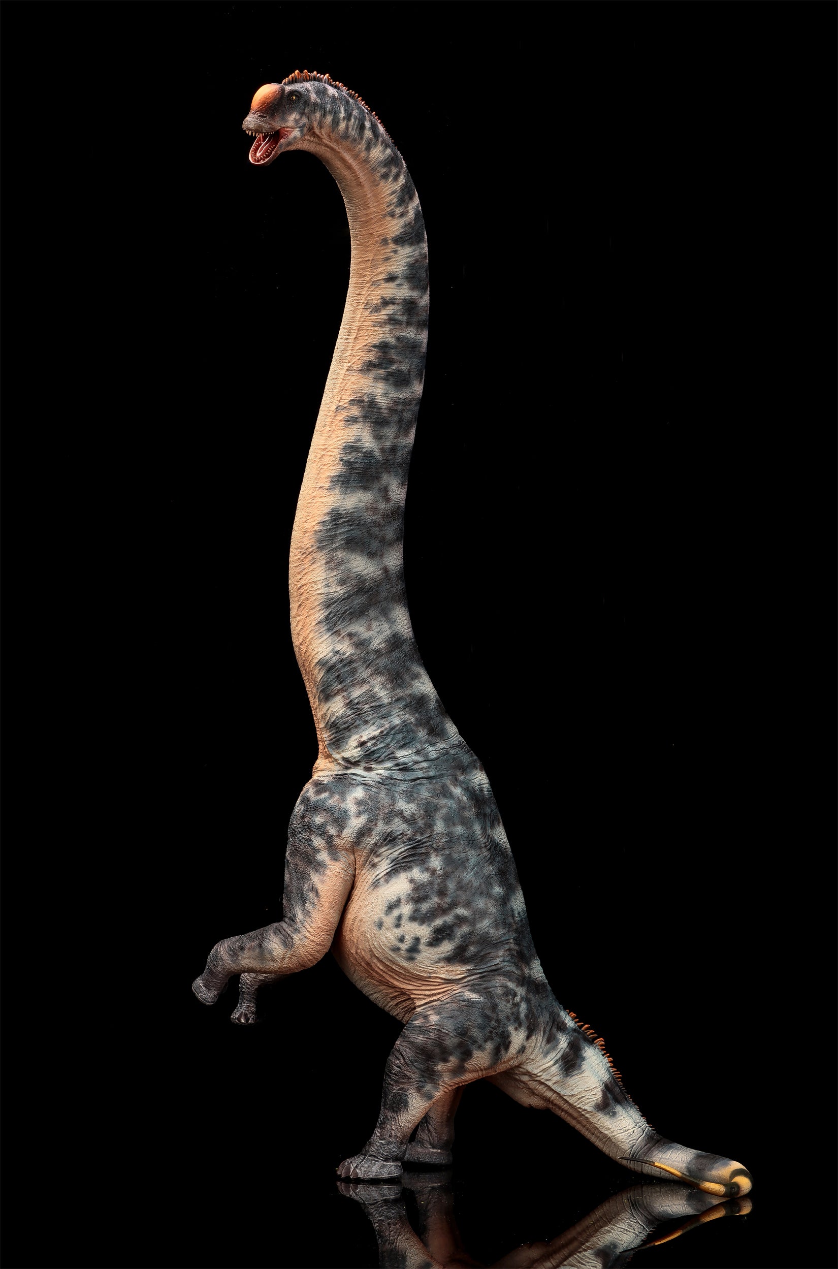 HAOLONGGOOD 1:35 Scale Sauroposeidon Model