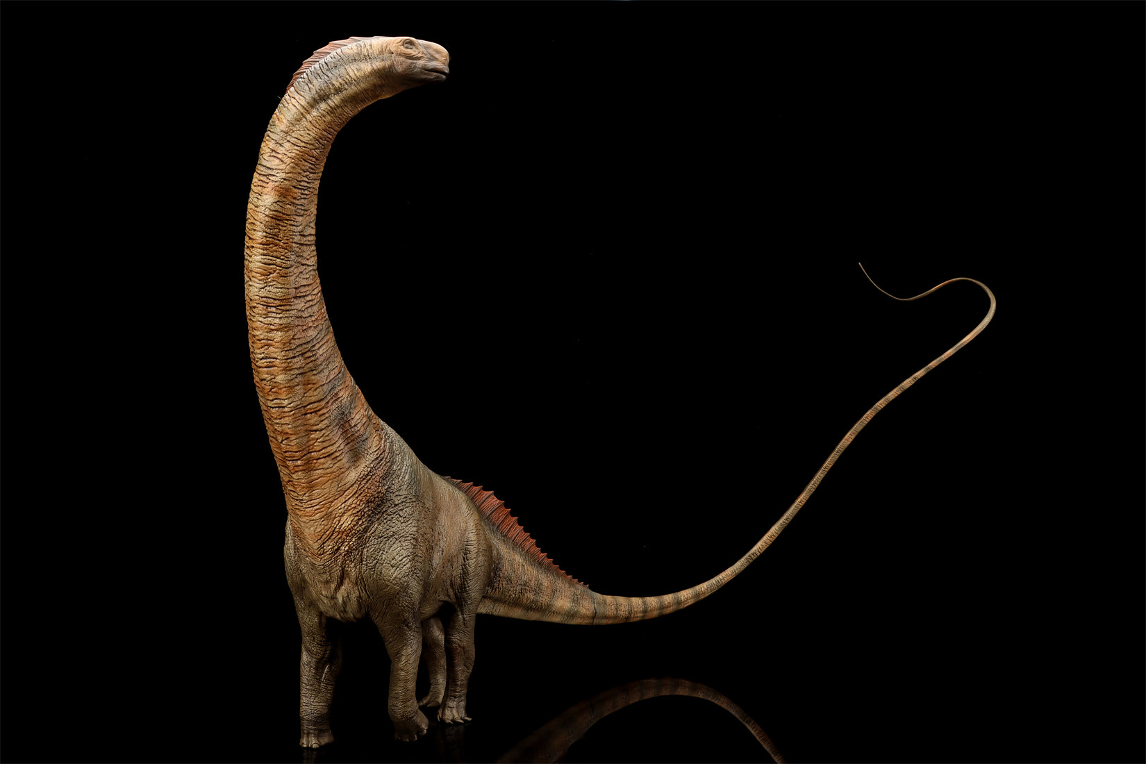 DINO DREAM 1:30 Scale Titanosaurus Model